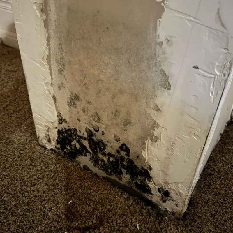 Professional Mold Removal in Tappahannock, VA